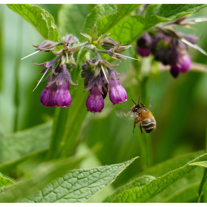 Outsidepride Comfrey Herb Seeds - 200 Seeds