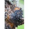 Chaga powder from Finnish/Siberian wild collection 200 g