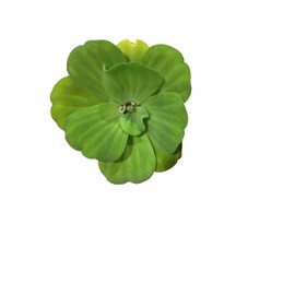Water Lettuce, Live Aquarium/Floating/Aquatic/Pond Plant by G&Z