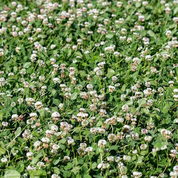 TnT Seed Company Balansa Clover, Annual Clover, Tolerates Flooding Well,