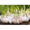 Fresh Garlic Bulbs Organic USA 3 Bulbs