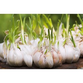 Fresh Garlic Bulbs Organic USA 3 Bulbs