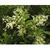Night Blooming Jasmine - 30 Live Plants - Jessamine Cestrum