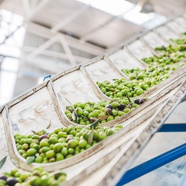 Alonso, Extra Virgin Olive Oil, Chile, 2023 Harvest, Gold NYIOOC 2022, Southern Hemisphere, Single Source, Family Farm, 500ml (16.9 FL) (Coratina 250ml)