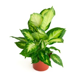 Shop Succulents Dieffenbachia Camille, Live Indoor Plant, Low Maintenance Tropical Houseplant with Attractive Variegated Leaves, Ideal for Home Decor, Office, and Room Enhancement, 6 Inch Nursery Pot