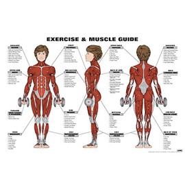 Fitnus Chart Series Exercise and Muscle Guide Female 2016 Copyright Algra Corporation © (Red)