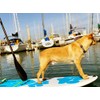Better Surf than Sorry Pup Deck Dog Traction pad (Blue)