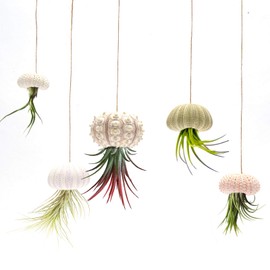 5 Pack Mini Sea Urchin Shell Hanging Pot- Decorative Hanging Air Plant Holder in 5 Styles Cute Tillandsia Succulent Display Container with Rustic Ropes for Home Garden Decors Beach Theme Party Favors