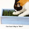BENPIN Wooden Cat Grass Planter (no Seeds Included) with Anti