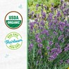 Seed Packet - Lavender 'English'