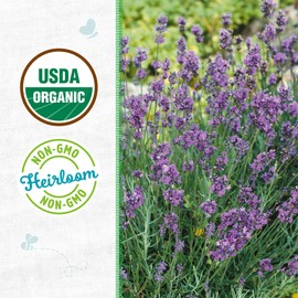 Seed Packet - Lavender 'English'