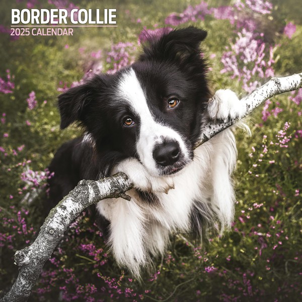 Border Collie 2025 Traditional Calendar