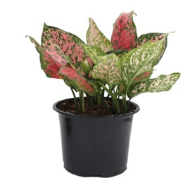 American Plant Exchange Aglaonema Hot Pink Wishes, 6-Inch Pot, Stunning Pink & Red Color, Easy Care Live Plant for Home & Office