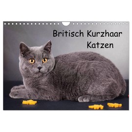 Britisch Kurzhaar Katzen (Wandkalender 2026 DIN A4 quer), CALVENDO Monatskalender