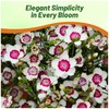 Outsidepride Maiden Pink White Dianthus Seeds for Planting - 5000