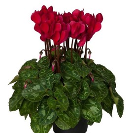 Cyclamen Seeds 15 Seeds Cyclamen Super Mini Winter Deep Wine Red