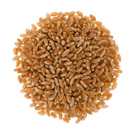Palouse Brand Bulk Red Winter Wheat Berries, 25 LBS