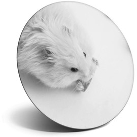 Destination Vinyl ltd Magnet for Refrigerator, Fridge BW - Cute Hamster Pet Mouse Mice for Office, Cabinet and Whiteboard, Magnetic Stickers, 38730