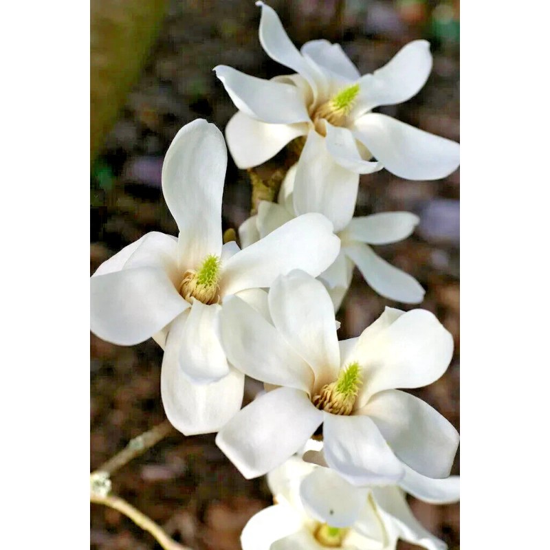 from, My Brooklyn Botanical Garden's Club Southern White Flowering Tulip