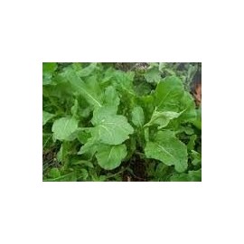 Arugula Italian Cress Rocket Great Heirloom Vegetable by Seed Kingdom Bulk 5 Lb Seeds
