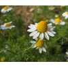 CEMEHA SEEDS - Seeds German Chamomile Perennial Herbs for Planting