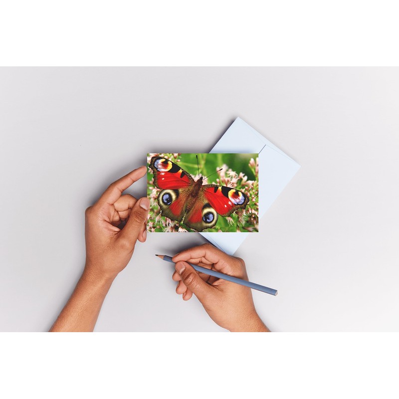 Edition Colibri Postcard Set Animals: Butterflies (6 Postcards) – Ideal