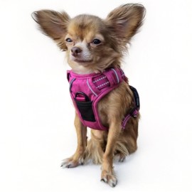 Doggie Design Venture Paw No Pull Dog Harness - Simple Adjustable Puppy Harness - Anti Pull Dog Collar for Walks and Outdoor Adventures - Wild Raspberry, XS