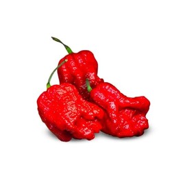 Pepper Joe’s Genghis Khan Brain Pepper Seeds ­­­­­– Pack of 10+ Superhot Chili Pepper Seeds – USA Grown ­– Premium Non-GMO Genghis Khan Brain Seeds for Planting in Your Garden