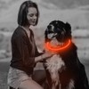 USB Rechargeable LED Dog Collar, Glow in The Dark Led