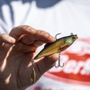 Berkley Pulse Realistic Roach Flash – Angelköder aus weichem Gummi