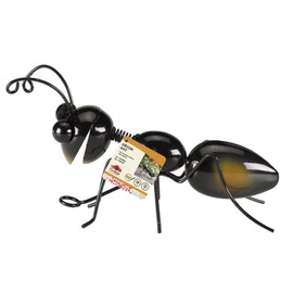 Flamboya Ant