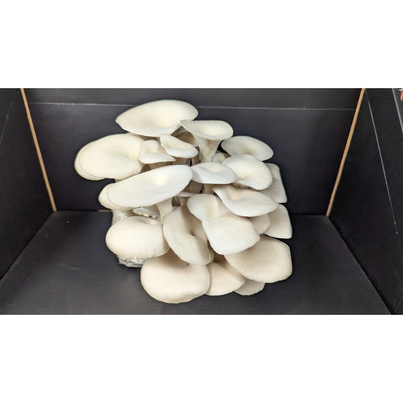 Undisclosed White Oyster Mushroom Fruiting Block | 5 lbs.