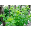 100+ Mojito Mint Seeds, Heirloom Herb Non-GMO, Fragrant Rare! Ships