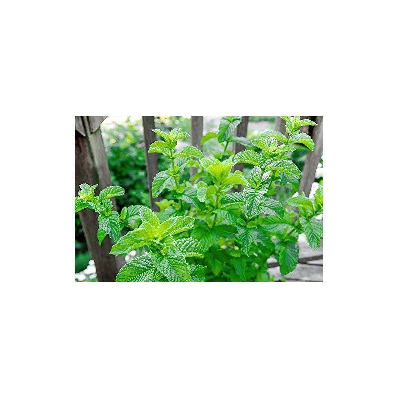 100+ Mojito Mint Seeds, Heirloom Herb Non-GMO, Fragrant Rare! Ships
