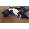 SPOT Super Mouse Sam with Catnip - Lifelike Cat Toy,