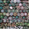 Mixed Multi- Color Cactus Seeds, 100pcs/pack