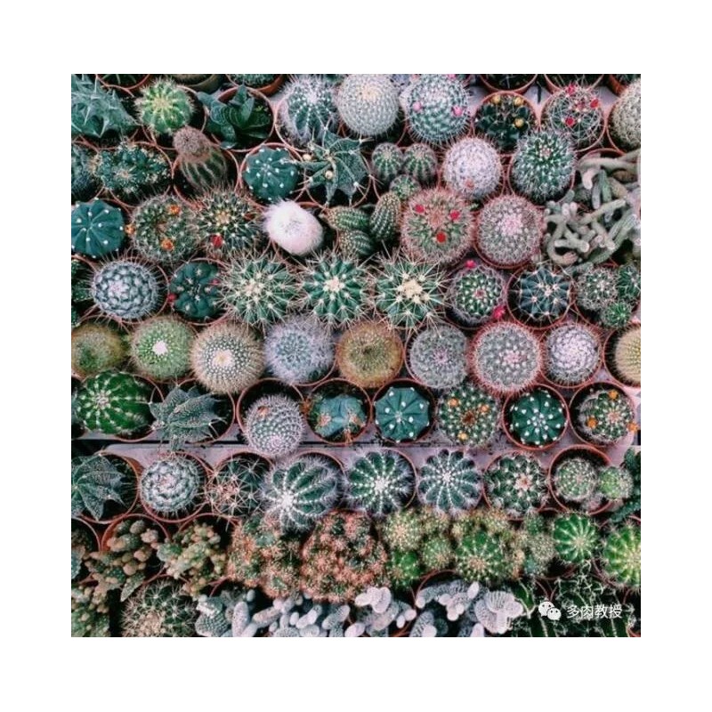 Mixed Multi- Color Cactus Seeds, 100pcs/pack