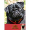 Pug Birthday Card