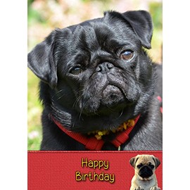 Pug Birthday Card