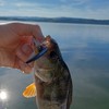 Robinson Fishing Lure for Bass and Pike - Wobbler 60