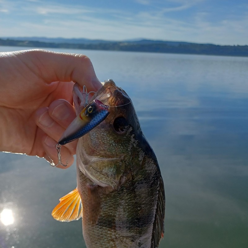 Robinson Fishing Lure for Bass and Pike - Wobbler 60