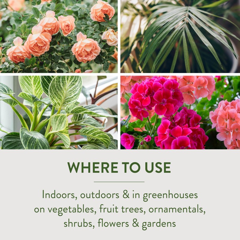 Garden Safe 32 oz. Insecticidal Soap Ready-to-Use, 1 Count (Pack