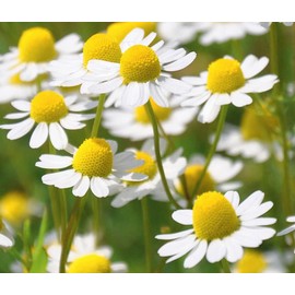 KIRA SEEDS - Seeds German Chamomile - Matricaria chamomilla - 2500 Seeds Heirloom Herbs - GMO Free