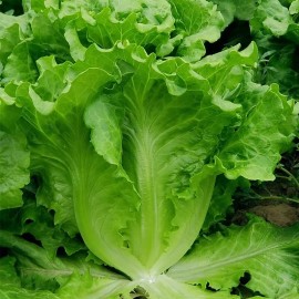 1000+All Season Romaine Lettuce Seeds Italian Yearly Lettuce USA