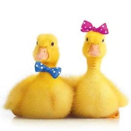 Cocktail Napkins, 3-Ply, 5" x 5", 20 Count, Little Ducks, Beverage Napkin, Party Napkin, Ducklings, Baby Blue, Baby Pink