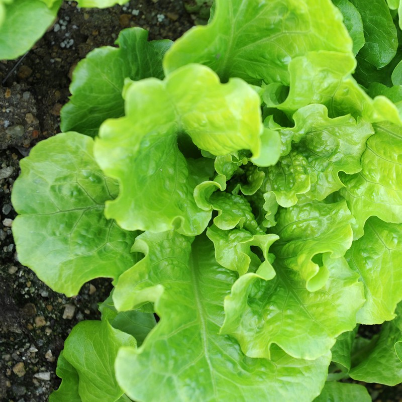 Organic Lettuce Seeds (Heirloom Buttercrunch) - Approx 1500 Seeds -