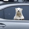 Animal Car Window Decals Funny 3D Weatherproof Decals (Polar Bear)