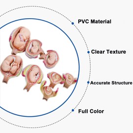 INTBUYING Education Model 8PCS Removable Human Anatomical Embryonic Development Nurse Study Human Pregnancy Development Process Model