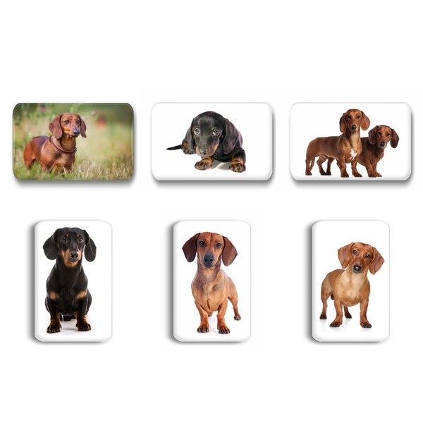 Merchandise for Fans Dachshund / Teckel / Dachshund - 6