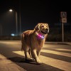 LED Dog Collar, Light Up Dog Collar, USB Rechargeable -